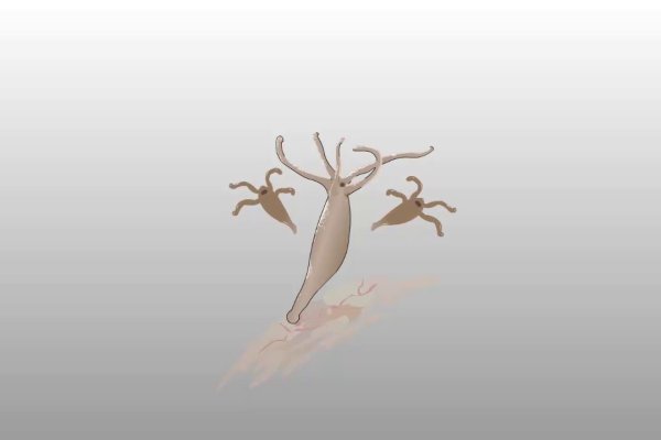 Hydra kraken